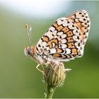 Wegerich-Scheckenfalter (Melitaea cinxia) IV/15