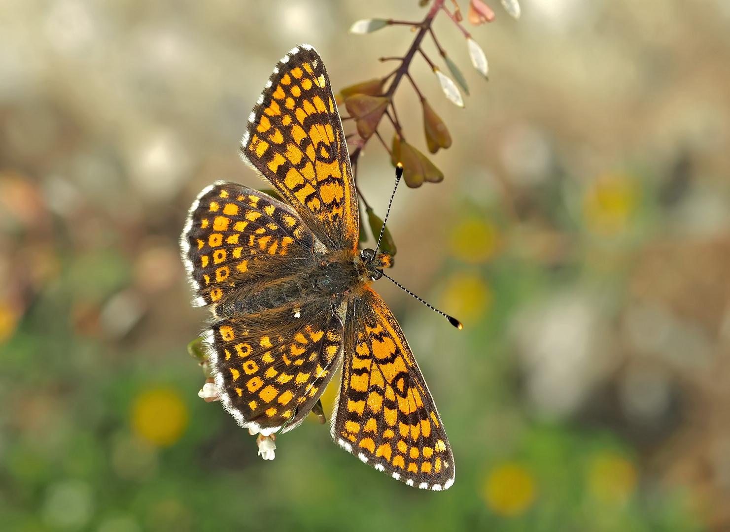 Wegerich-Scheckenfalter (Melitaea cinxia) - Mélitée du plantain.