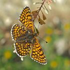 Wegerich-Scheckenfalter (Melitaea cinxia) - Mélitée du plantain.