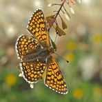 Wegerich-Scheckenfalter (Melitaea cinxia) - Mélitée du plantain.