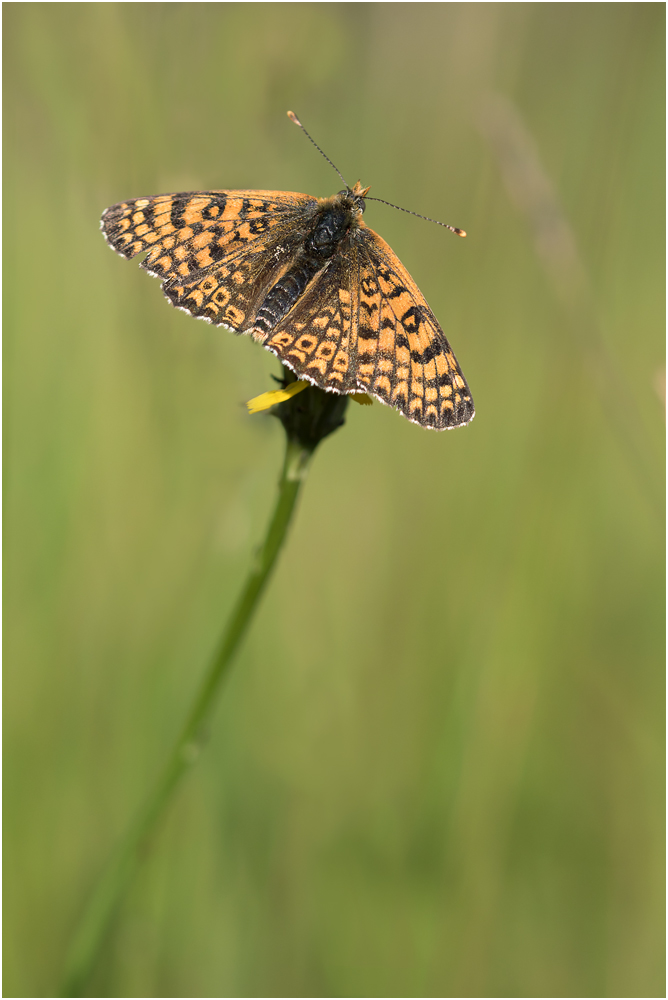 Wegerich-Scheckenfalter (Melitaea cinxia) V/15