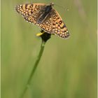 Wegerich-Scheckenfalter (Melitaea cinxia) V/15