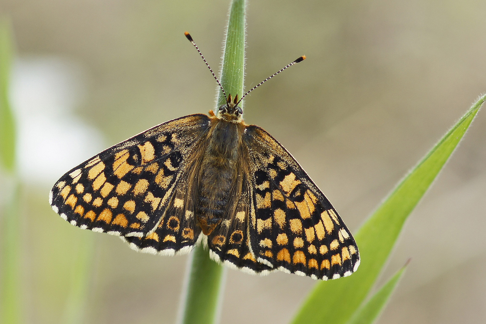 Wegerich-Scheckenfalter (Melitaea cinxia), Weibchen 2014