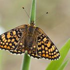 Wegerich-Scheckenfalter (Melitaea cinxia), Weibchen 2014