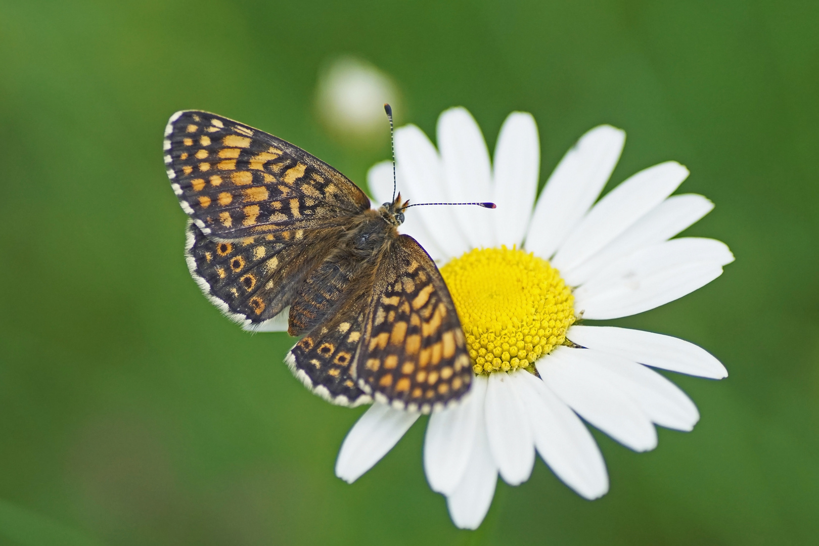 Wegerich-Scheckenfalter (Melitaea cinxia), Weibchen