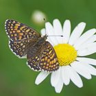 Wegerich-Scheckenfalter (Melitaea cinxia), Weibchen