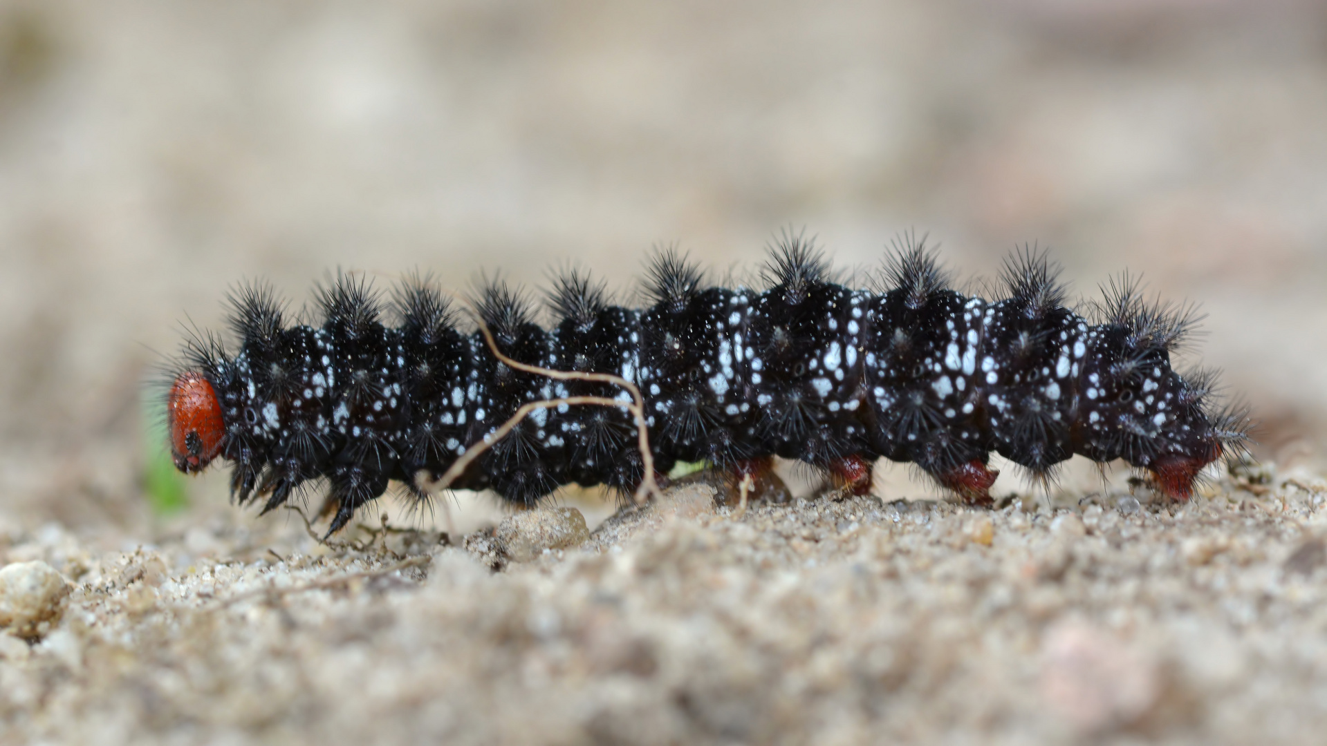 Wegerich Scheckenfalter Raupe