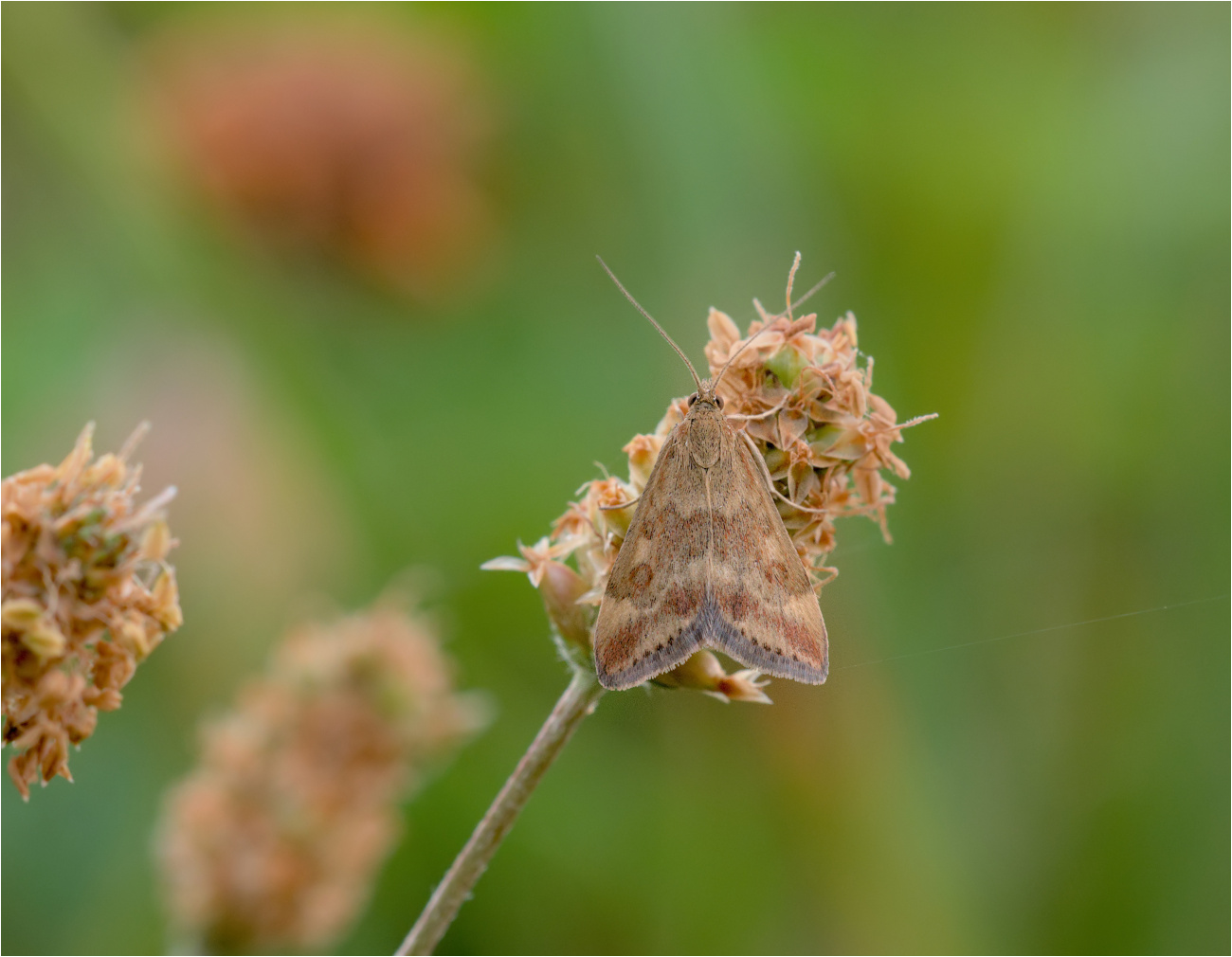 Wegerich-Zünsler (Pyrausta despicata)