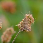 Wegerich-Zünsler (Pyrausta despicata)