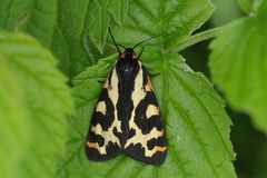 Wegerichbär – ein eher seltener Fund