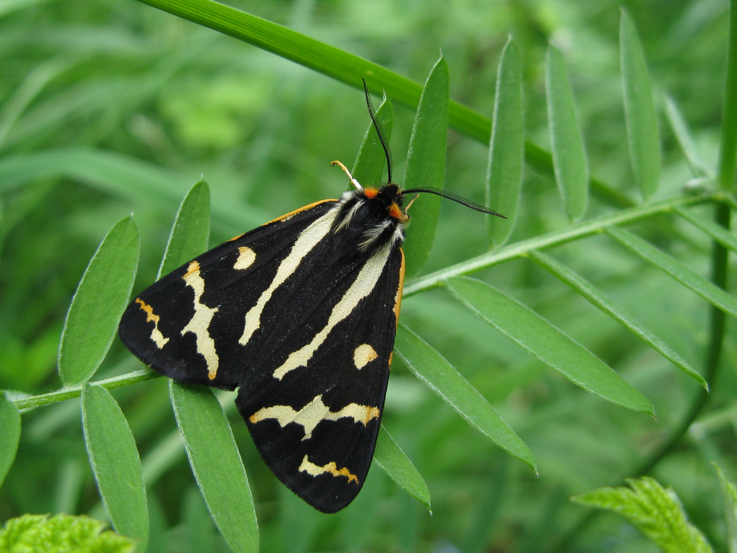 Wegerichbär Männchen (Parasemia plantaginis)