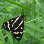 Wegerichbär Männchen (Parasemia plantaginis)