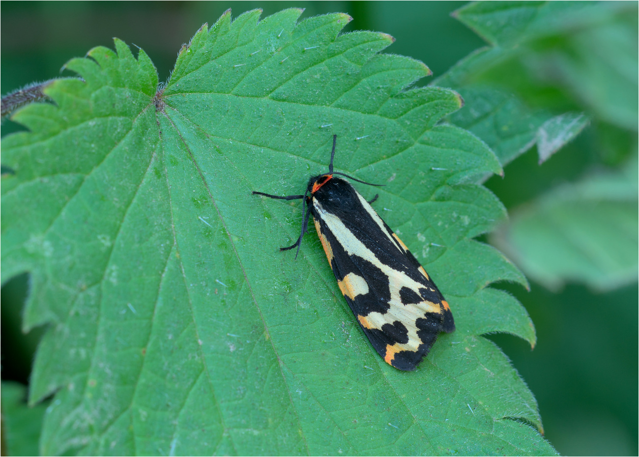 Wegerichbär (Parasemia plantaginis)