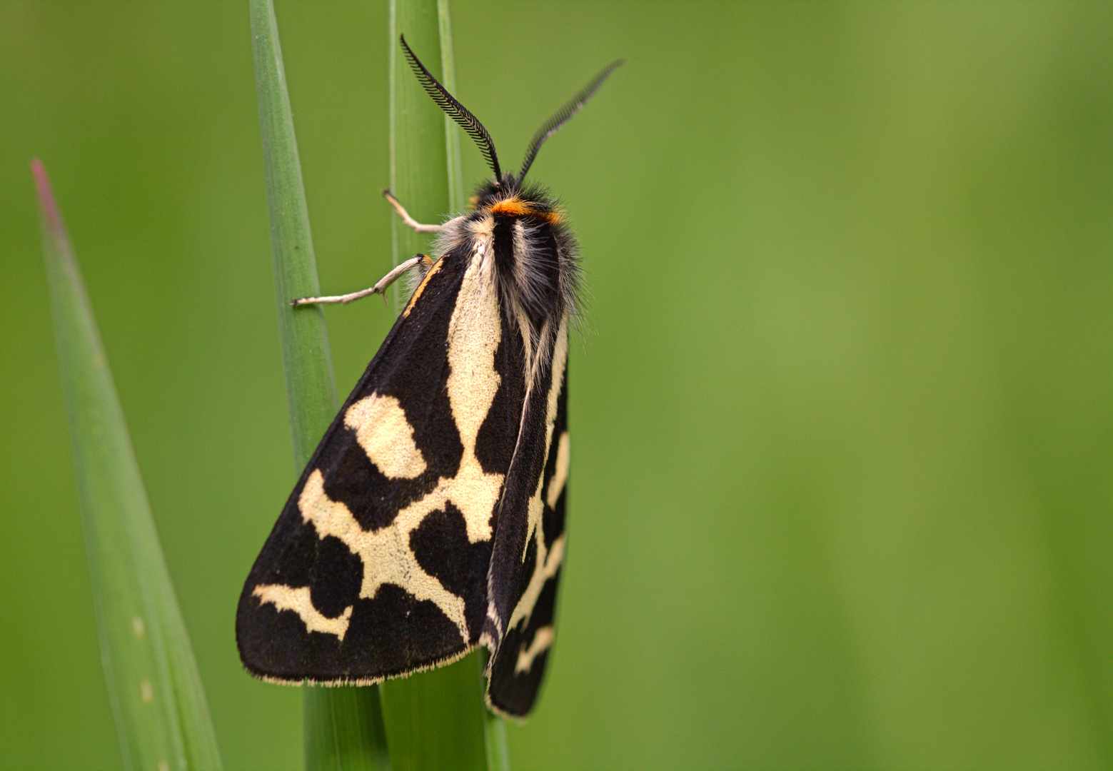 Wegerichbär (Parasemia plantaginis)