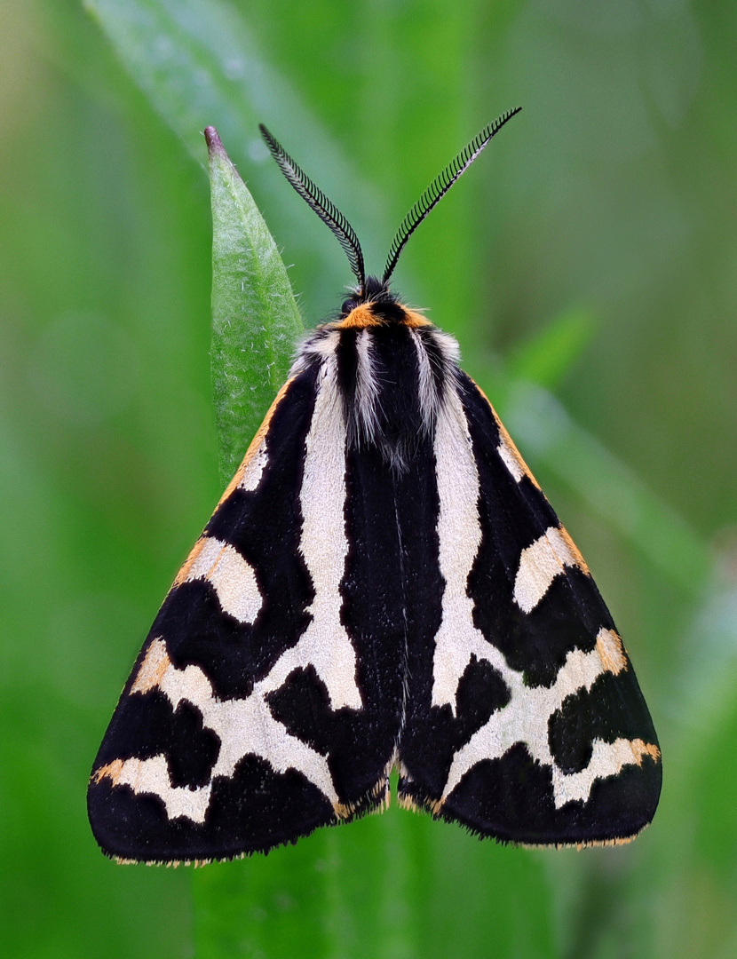 Wegerichbär  ( Parasemia plantaginis )