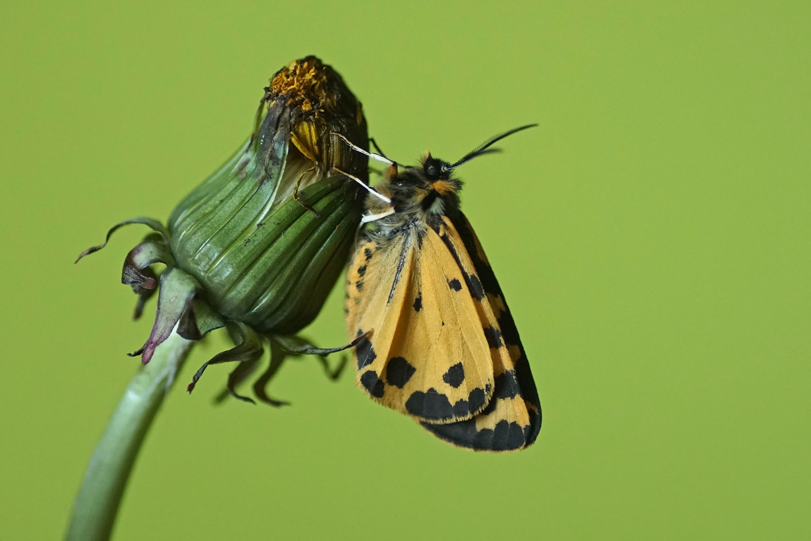 Wegerichbär (Parasemia plantaginis), Männchen