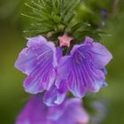 Wegerichblättrige Natternkopf  -  Echium plantagineum