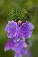 Wegerichblättrige Natternkopf  -  Echium plantagineum