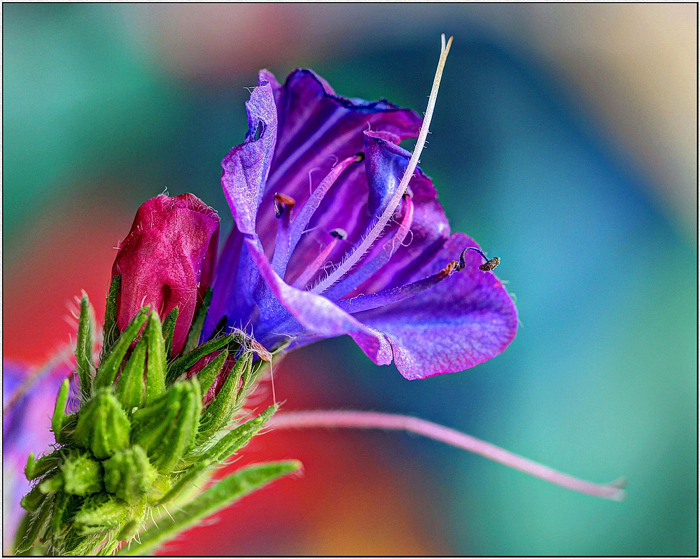 Wegerichblättriger Naternkopf (Echium plantagineum ) Insel Elba 2013 Macro HDR