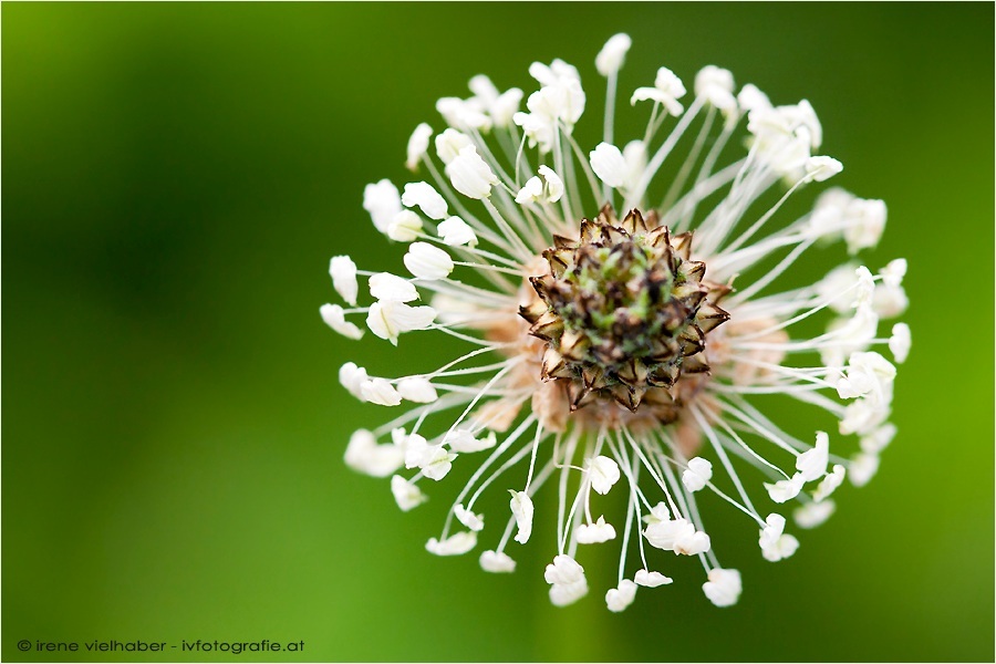 Wegerichblüte