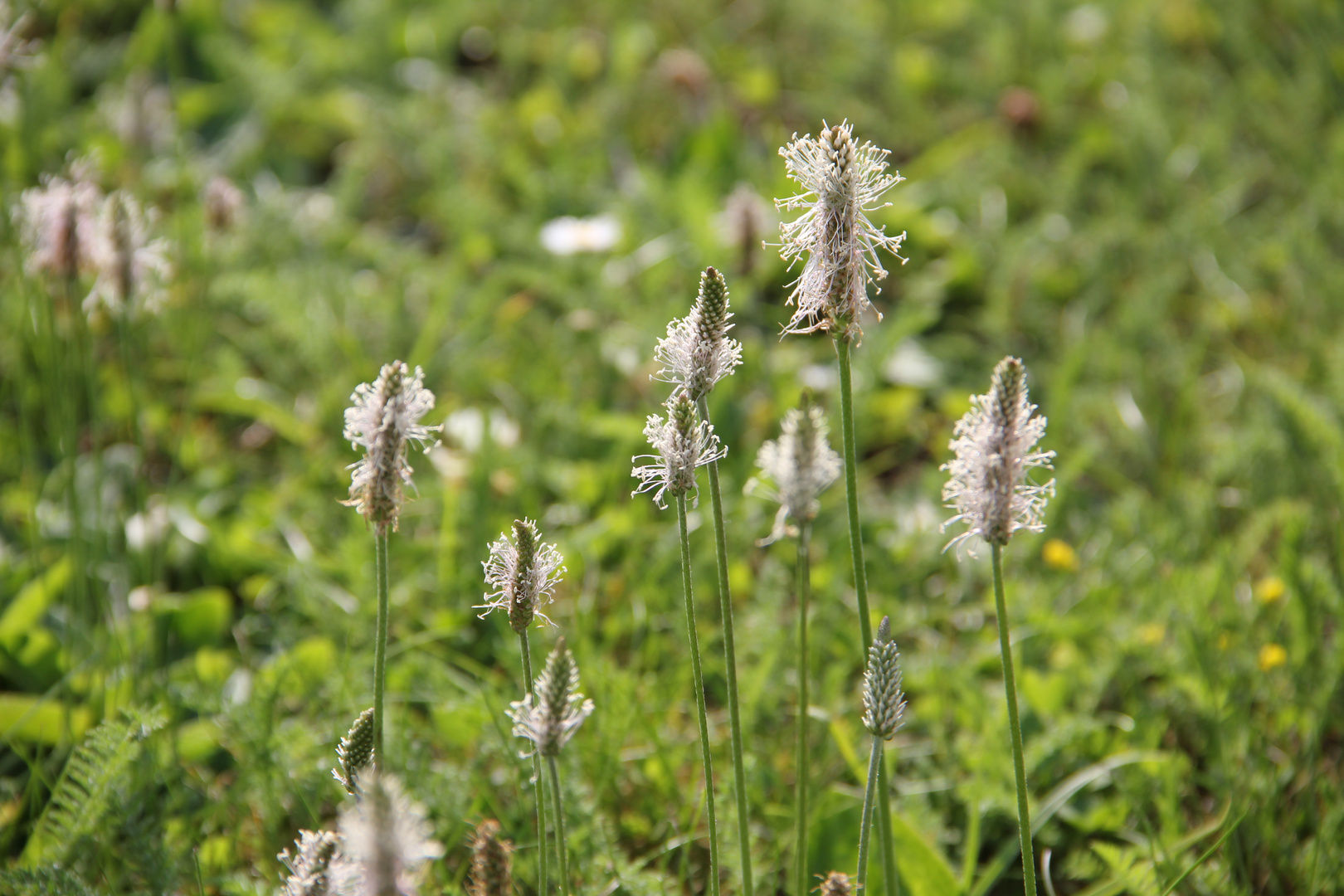 Wegerichblüten