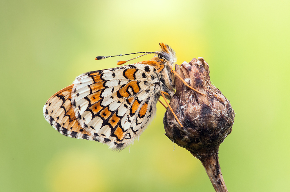 Wegerichscheckenfalter Melitaea cinxia)