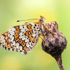 Wegerichscheckenfalter Melitaea cinxia)