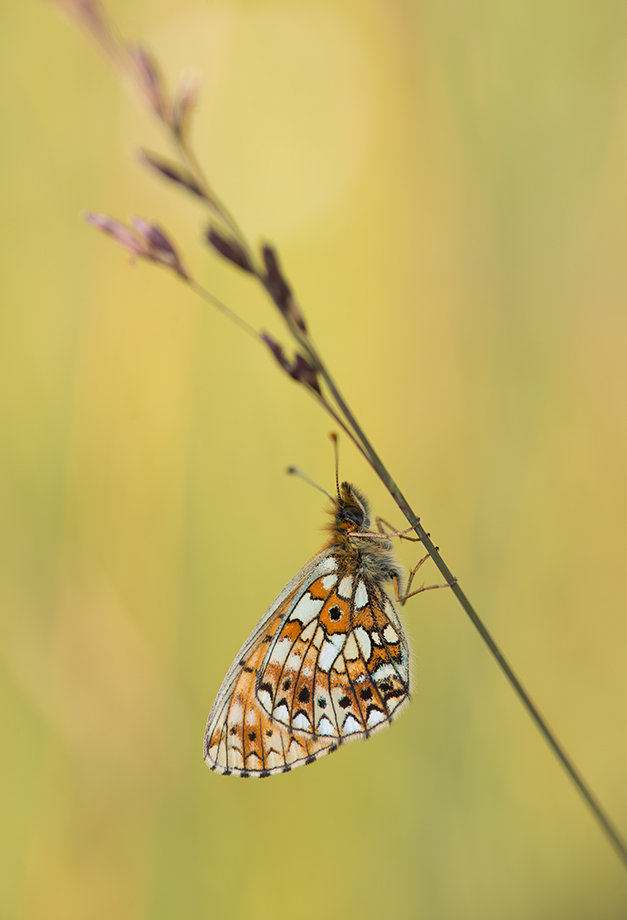 Wegerichscheckenfalter? Nein: Boloria selene (Braunfleckiger Perlmutterfalter)