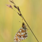 Wegerichscheckenfalter? Nein: Boloria selene (Braunfleckiger Perlmutterfalter)