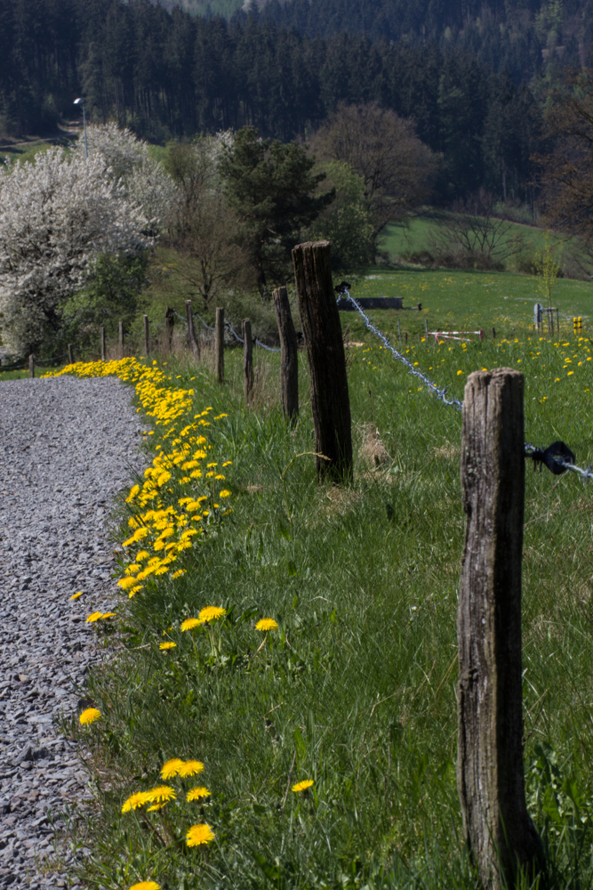 Wegesrand im Frühling