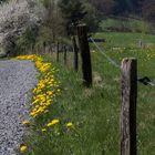 Wegesrand im Frühling