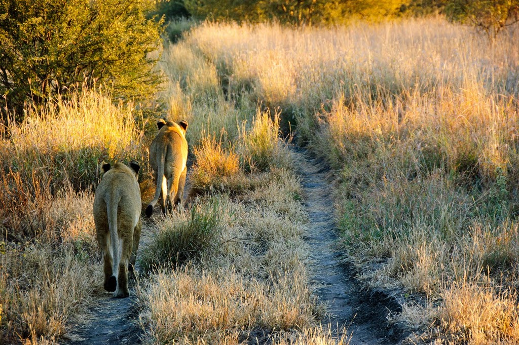 Weggenossen, Safari Südafrika