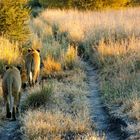 Weggenossen, Safari Südafrika