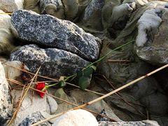 weggeworfen - angespült - neu gefunden