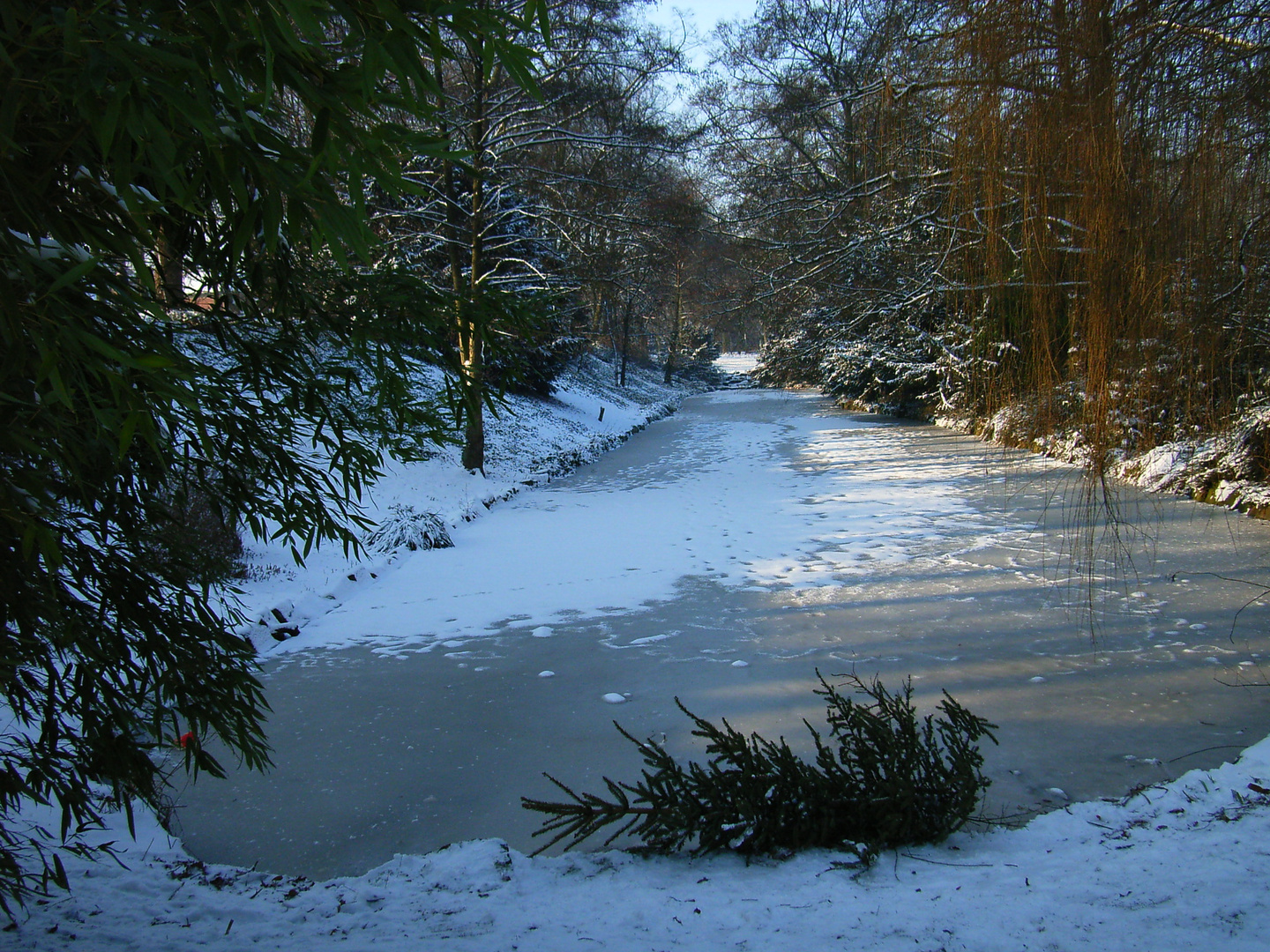 Weggeworfener Weihnachtsbaum