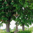 Wegkreuz unter Rosskastanien