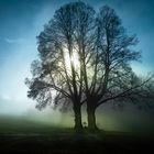 Wegkreuz-zwischen-mächtigen-Bäumen-im-Herbstnebel-web