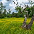 Weglos im feuchten Wiesengrund