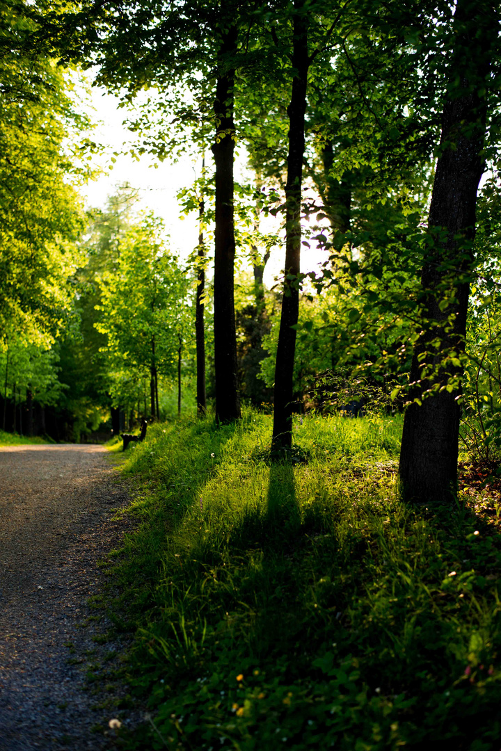 Wegrand im Frühling