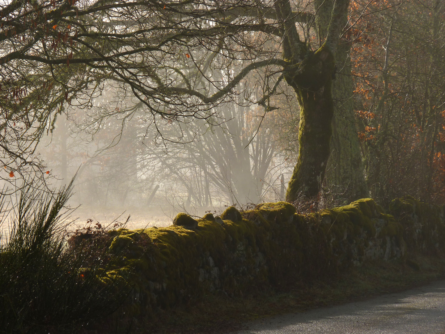 Wegrand im Morgennebel