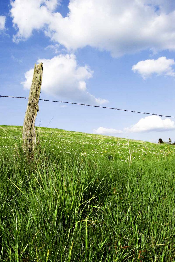 Wegrand im Sauerland