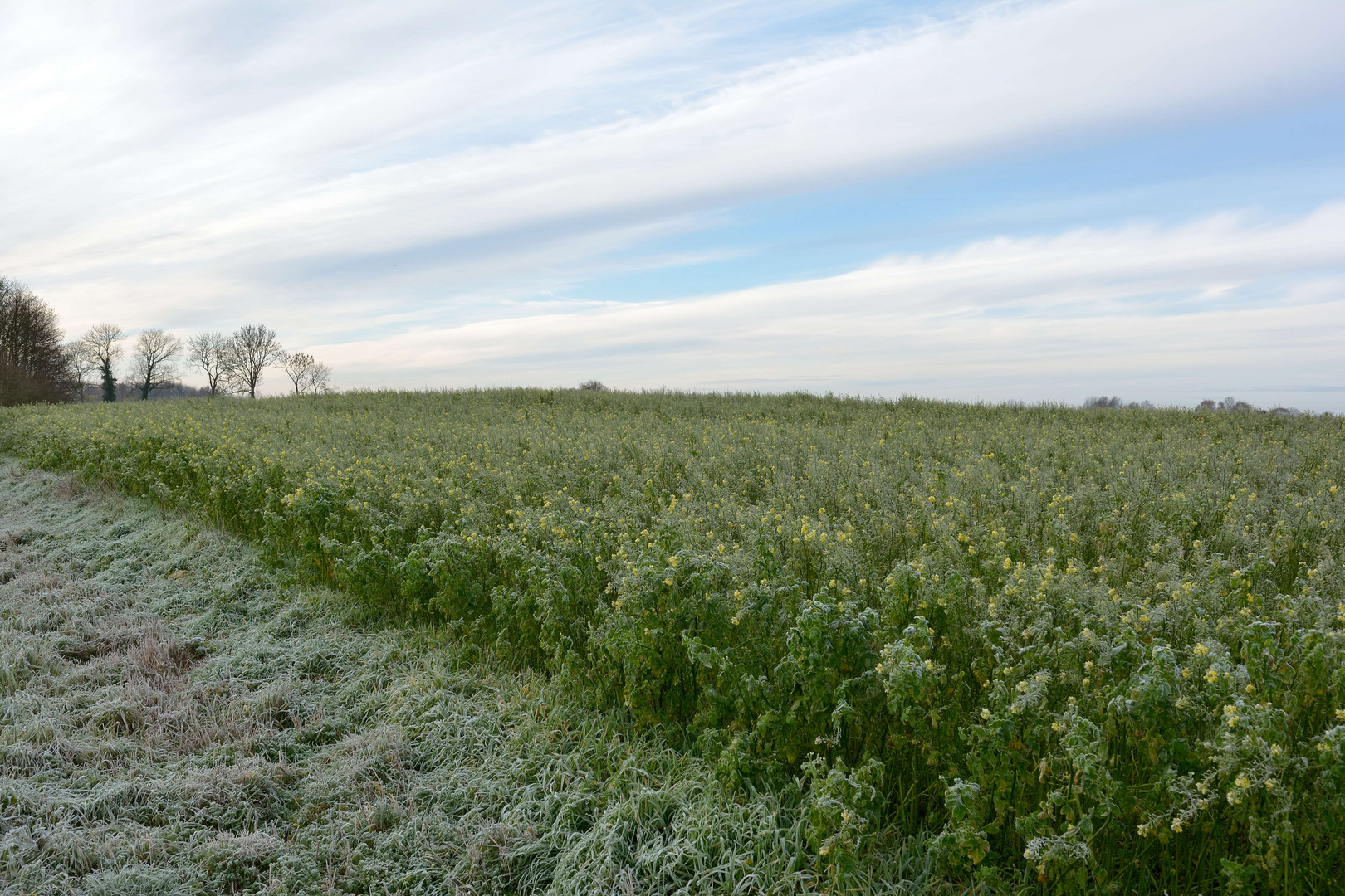 Wegrand mit Senf und erstem Frost