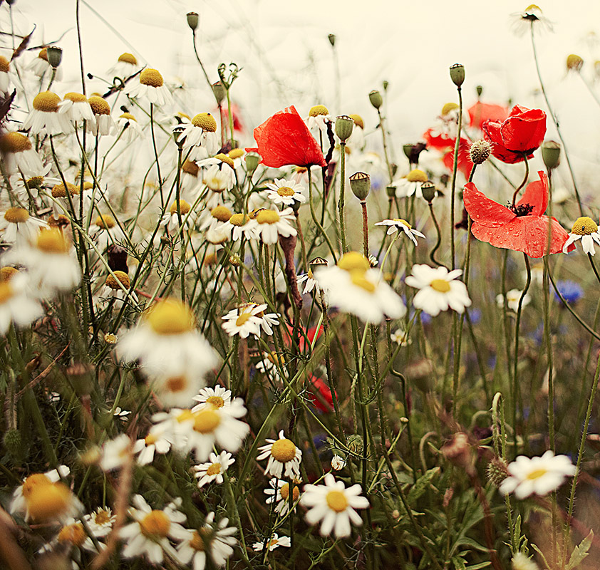 Wegrandblumen