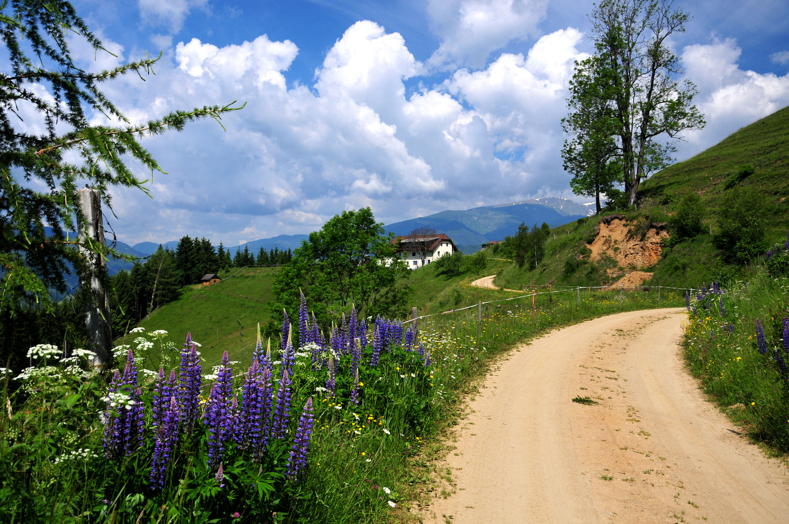 Wegrandblumen