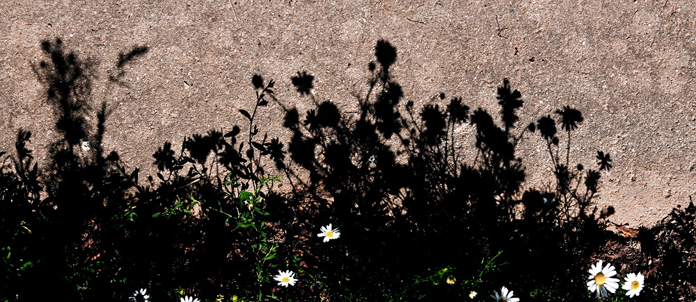 Wegrandblumen fristen ein Schattendasein