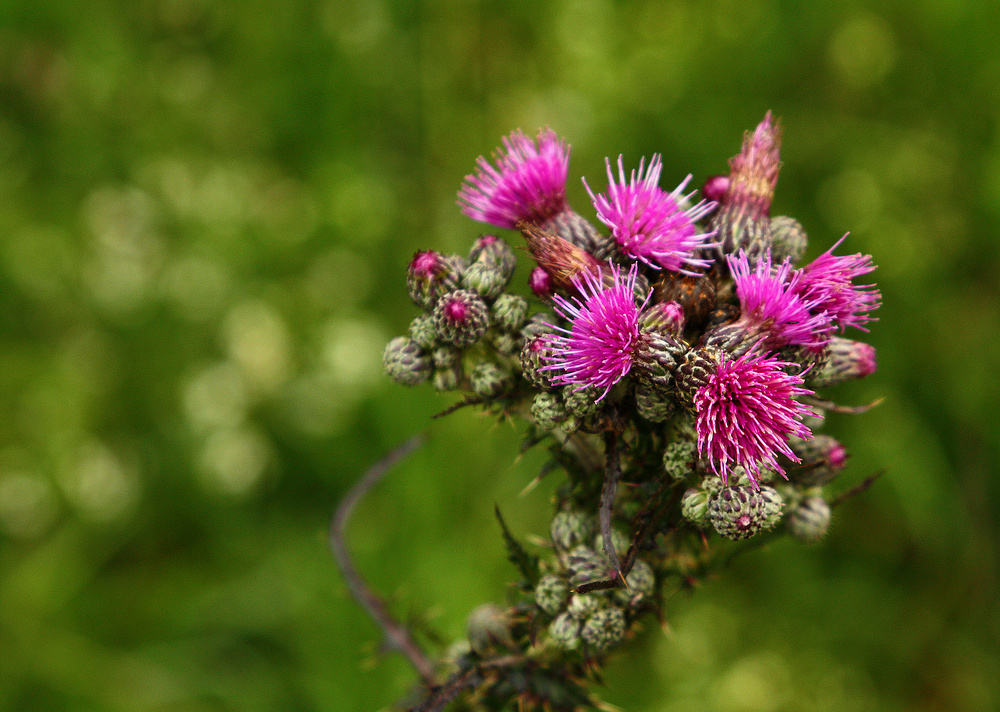 Wegranddistel