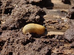 Wegschnecke (Arion rufus/vulgaris)