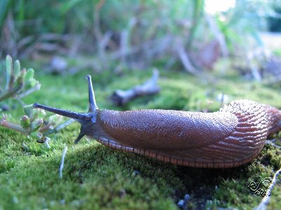 Wegschnecke auf Futtersuche