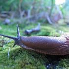 Wegschnecke auf Futtersuche