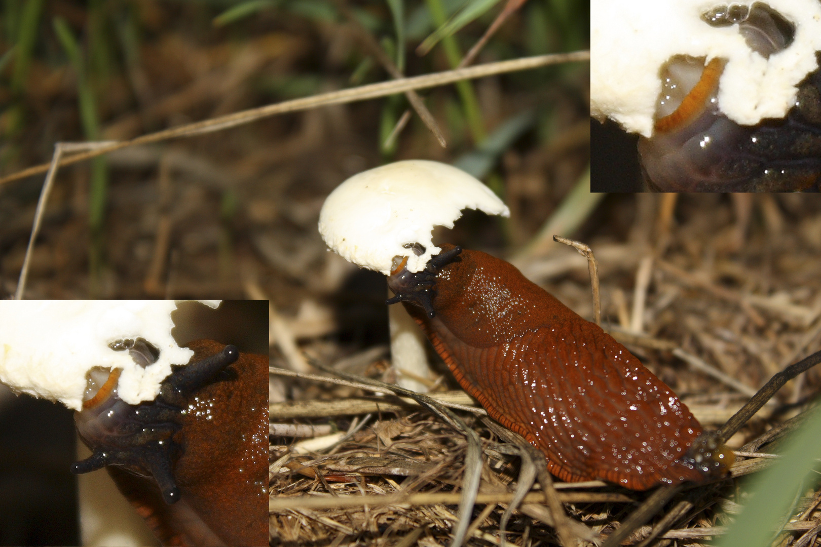 Wegschnecke beim Abendbrot